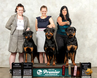 Rottweilers Sun