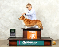 Cardigan Welsh Corgi #369 Fri AG3 Judge Mary Ellen Meyers