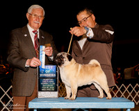 Pug #9 Sat BOW Farias Rodolfo Ruiz Judge Charles Trotter