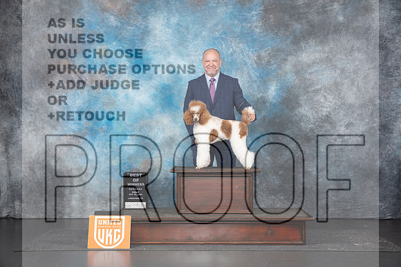 Poodle Std MC #110 Fri BOW JUdge Lila Fast__JP_1462_UKCLNGVIEWOCT2024_2024_HR3