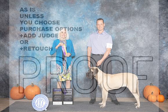 Mastiff #6 Sat BOBWB Judge Jan Paulk__JP_8659_Humble_2024_HR3