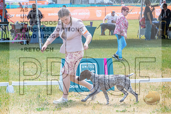 German Shorthaired Pointer Wed Rings_JJL_0042_Premier2023