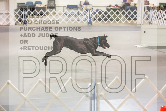 Labrador Retriever #21 Rings-JJL_8063_Abilene 2023-HR3