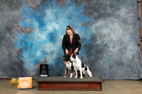 American Pit Bull Terrier Brace r