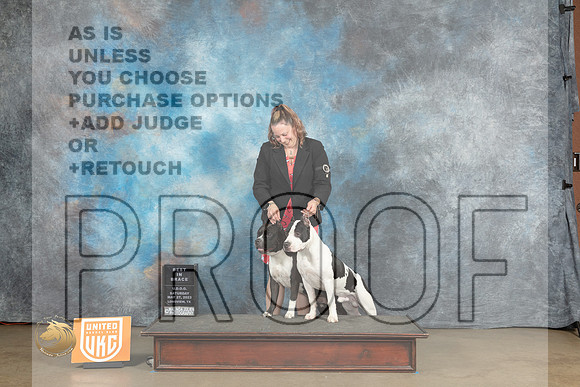American Pit Bull Terrier Brace rMJP_2474_UKCLNVWMAY2023_HR3