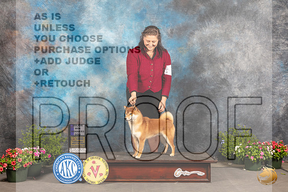 Shiba Inu #17 Sat WD Judge Cindy Lane_MJ_0694_SA_2022_HR3