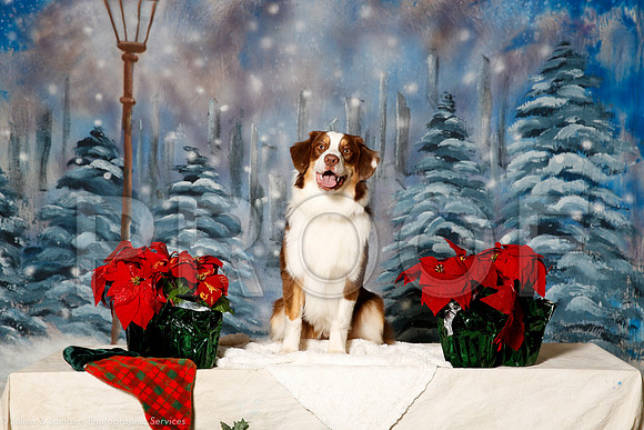 _ST_1367-PetsWestDec2015-HR3