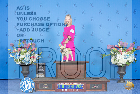 French Bulldog #6 FRI 4to6 Puppy G4 Judge Terri Jackson__JP_9291_Houston_2024_HR3