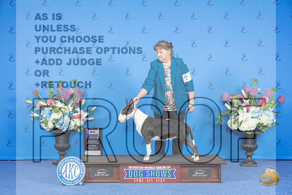 Bull Terrier Colored #24 SAT WB M Judge Nancy Liebes__JP_9972_Houston_2024_HR3
