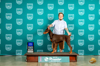 Doberman Pinscher #932 Sun 1st Judge Pat O'Donnell