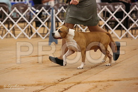 AmStaff-0372-Tex2013 HR3