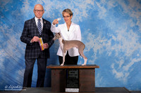 Italian Greyhound #17 Fri Maj BOB