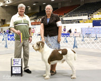 Spinoni Italiani #5 Sat BOB New Ch Mary Cross Judge Frederick Dewsbury HR ABilene May 2013