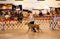 Weimaraner Sun Ring HR Houston July 2013