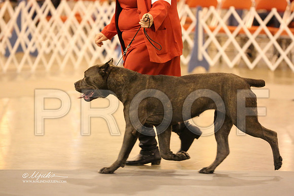 Cane-6381-HR