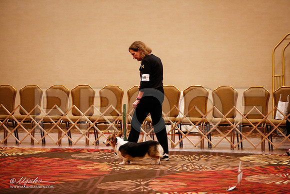 _JJ_7653-HstnCorgiFeb2015-HR3