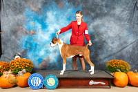 Boxer #9 Sat