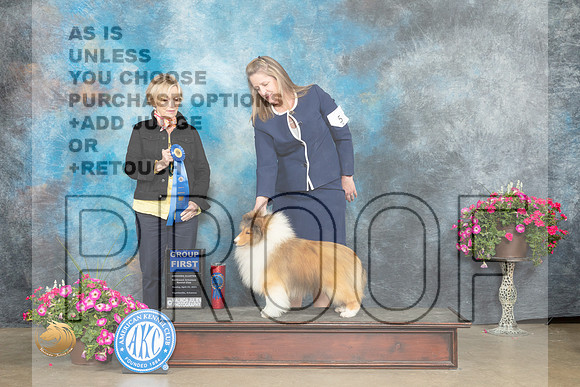 Shetland Sheepdog #5 Sun G1 Judge Jacqueline L Stacy_MJ_7433_ARK2023_HR3