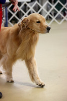 Golden Retriever Sun S2 Hutto July 2013
