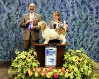 PBGV #15 Sat BKC WD New Ch HR Houston July 2013