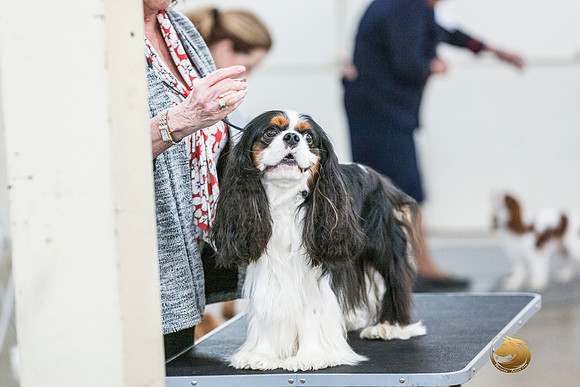 Cavalier King Charles Spaniel Melissa HatfieldJJL_7914_ARK2023_HR3