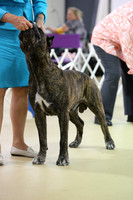 Best In Show Sun S1 Hutto July 2013