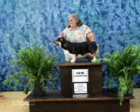Corgi Sun New Ch Delania McNatt Hutto July 2013
