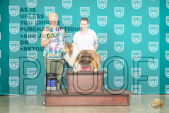 Shetland Sheepdog #32 Wed BISS Judge Karen CattinMJP_3590_Premier2023_HR3