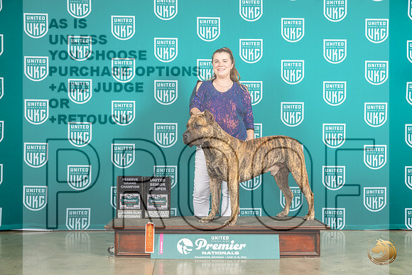 Presa Canario #645 Sun RGCH Judge Pat O'Donnell no judgeMJP_5850_Premier2023_HR3