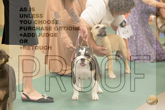 American Bully Puppy # Sat_JJL_3882_LongviewTX_2024_HR3