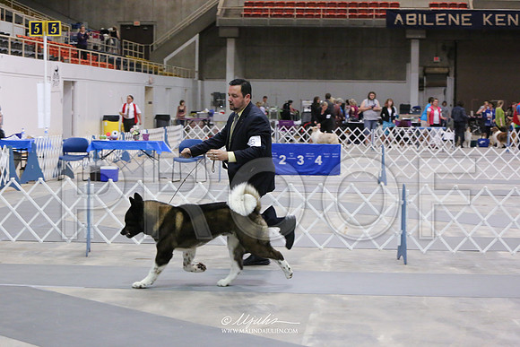 akita-8935-AbiMay13HR