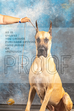 Great Dane #11 SAT CUSTOM_MJ_6261_Houston_2022_HR3