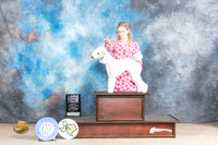 Bedlington Terrier #5 Sun BOBGCH Judge Edweena (Teddy) McDowell
