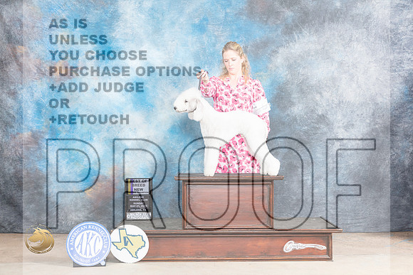 Bedlington Terrier #5 Sun BOBGCH Judge Edweena (Teddy) McDowellMJP_1560_Abilene_2023_HR3