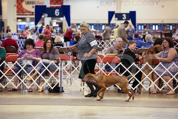 Viz-1595-HstnJ13HR