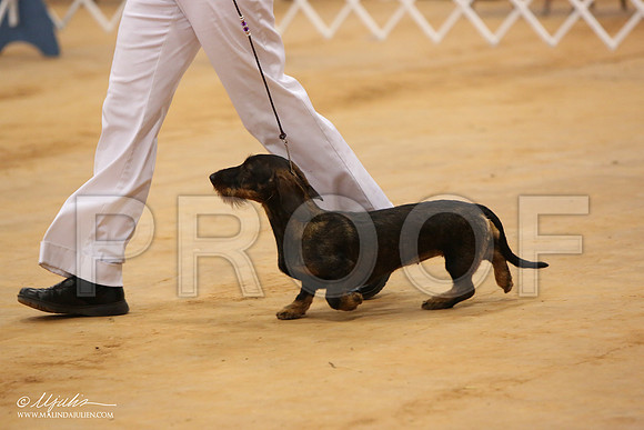 DachsS-2979-Tex2013 HR3