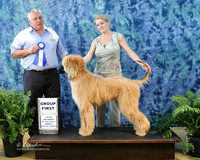 Afghan Hound #? Toni King Sat Show 2 G1 Hutto July 2013