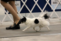 Chihuahua Long Coat