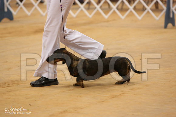 DachsS-2977-Tex2013 HR3
