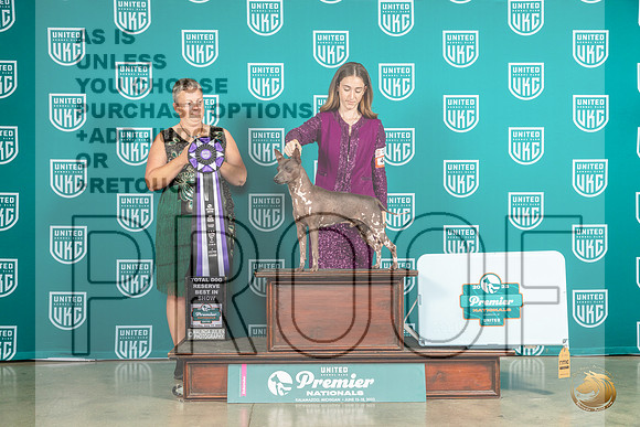 American Hairless Terrier #442 Sat TDRBIS Judge Renee StrongMJP_5687_Premier2023_HR3