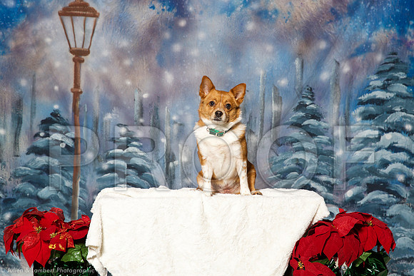 _ST_1255-PetsWestDec2015-HR3