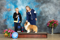Shetland Sheepdog #5 Sun G1 Judge Jacqueline L Stacy
