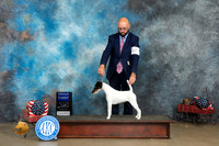 Smooth Fox Terrier #6 Thur G1 Judge Edweena (Teddy) McDowell