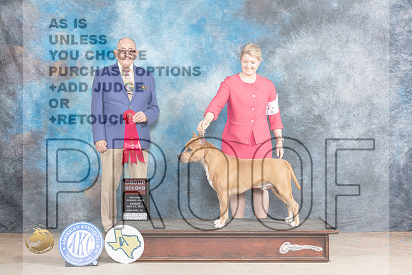 American Staffordshired Terrier #5 Sun G2 Judge Joe WaltonMJP_1712_Abilene_2023_HR3