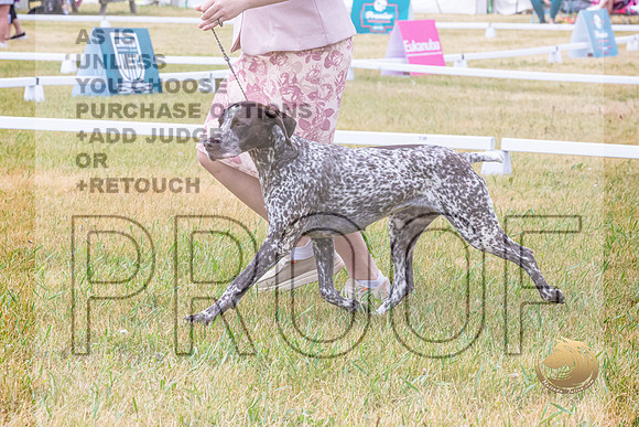 German Shorthaired Pointer Ring Wed_JJL_9362-Premier2023
