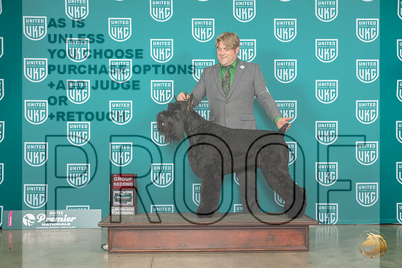Giant Schnauzer #1317 Fri G2 Judge Donna BeadleMJP_4598_Premier2023_HR3