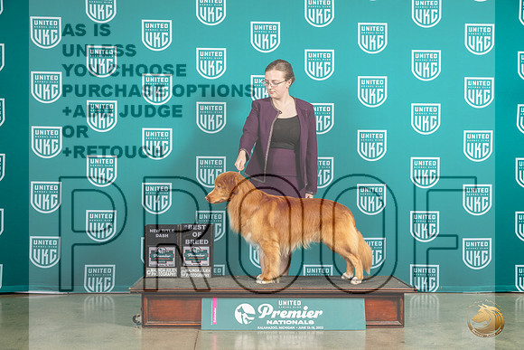 Nova Scotia Duck Tolling Retriever #173 Thur T10BOB Judge Matthew ProctorMJP_5954_Premier2023_HR3