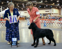 Flat-Coated Retriever #11 Fri Maj Win BOW Cole Lamora Judge V Lyne HR Houston Jul 2013