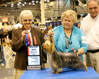 Silky Terrier #14 Sat BOS Maj HR Houston July 2013