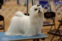 Maltese Sat Texarkana June 2013